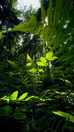 nature aesthetic