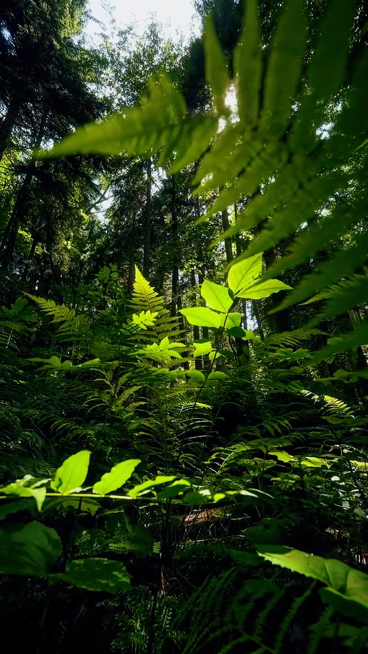Estética da natureza