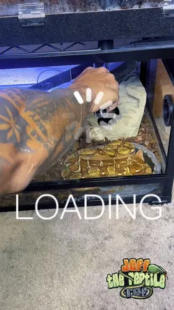Loading