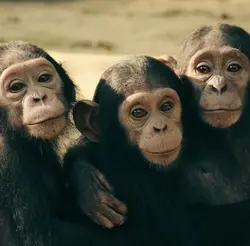 monkey trio