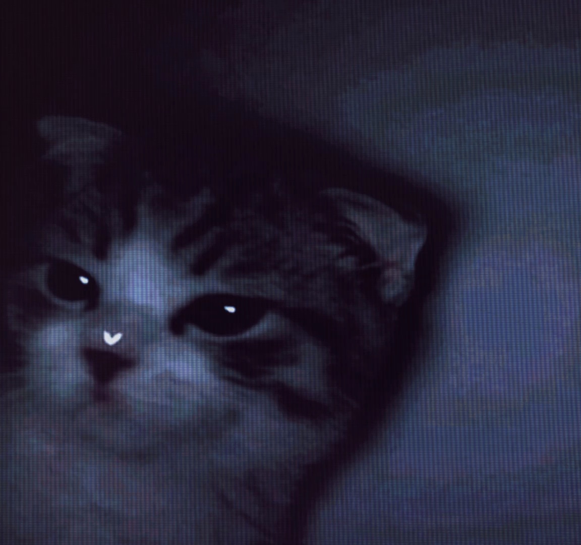 ヤミタイガール