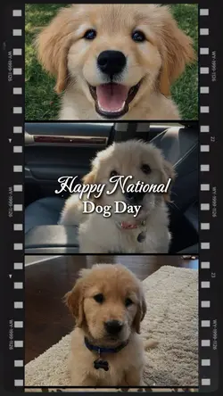 National Dog Day