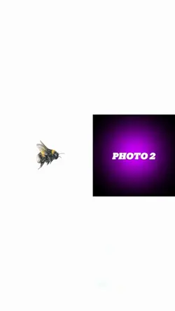 Bee
