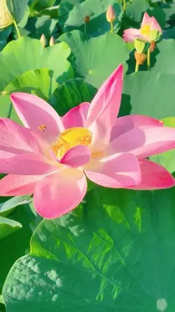 Vlog 花