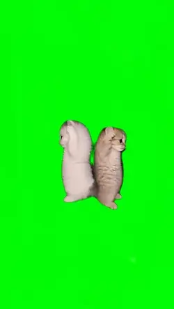 CATS MEME SCREEN