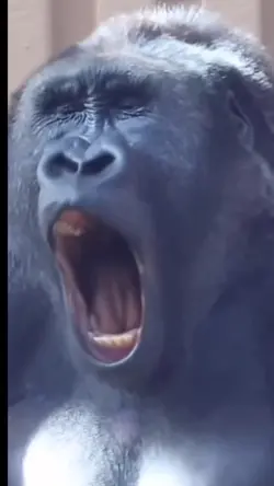 KOMEDI PRANK GORILA