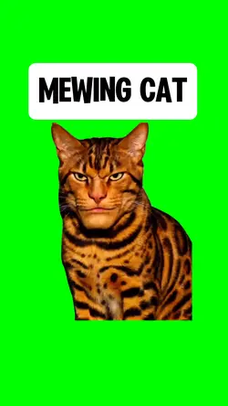 MEWING CAT