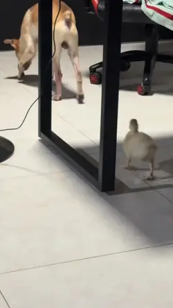 dog and duck