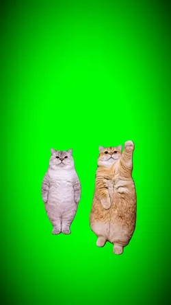 Kittens vibe trend