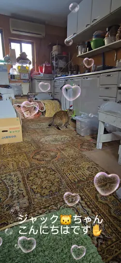 ねこちゃん