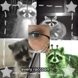 raccoon & possum !!