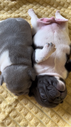 Chiot bouledogue français