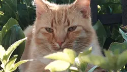 kucing