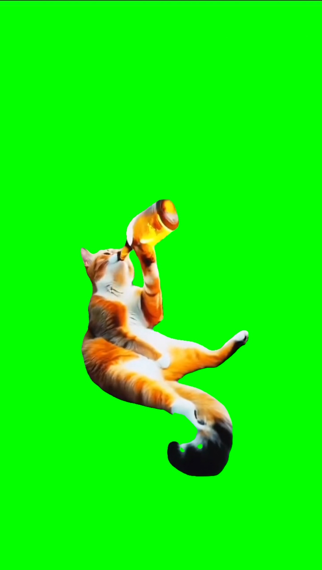 BEBIDA DE GATO LARANJA