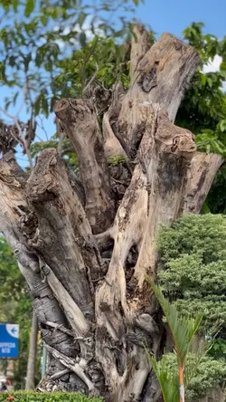 TERBIASA TERJADITANE