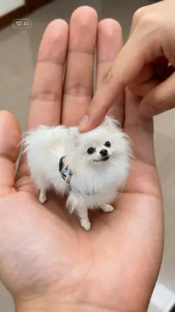 Mini pet