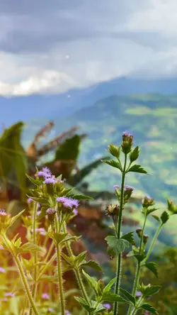 Mẫu mới 🍀