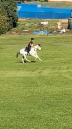 gallop
