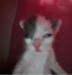 Happy 4th of July🇺🇸