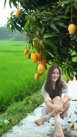 BUAH MANGGA JATUH