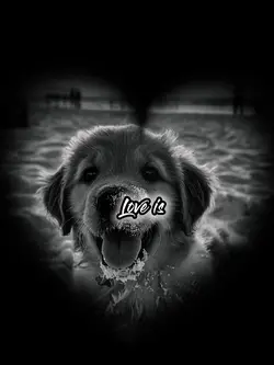dog cute