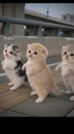 Funny Cat