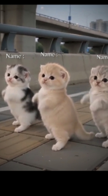 Funny Cat