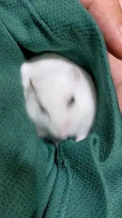 ハムちゃんで作って見ました