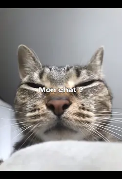 Mon chat ?
