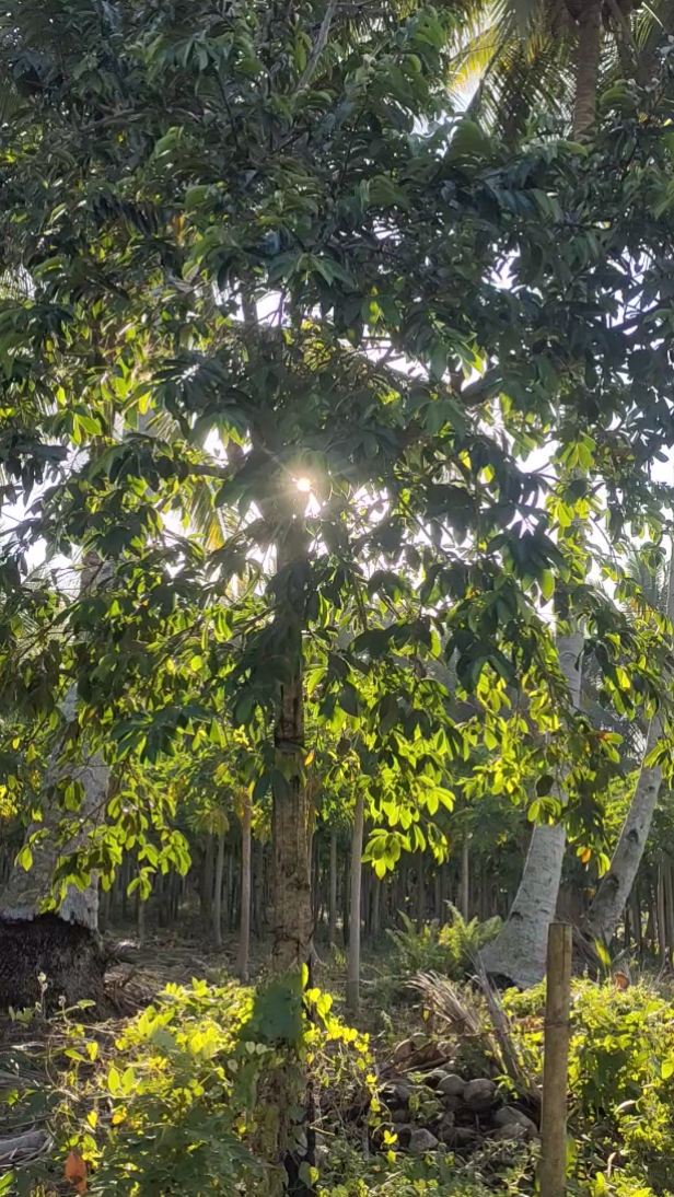 Nature Trip