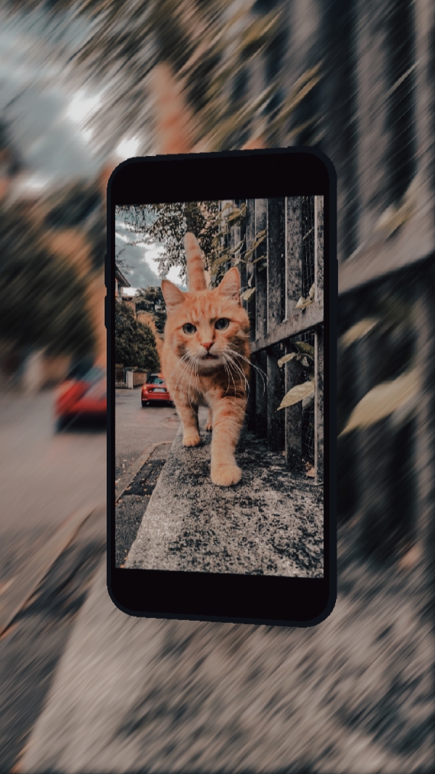 kucing