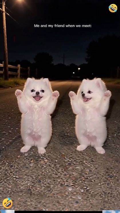 funny Dog