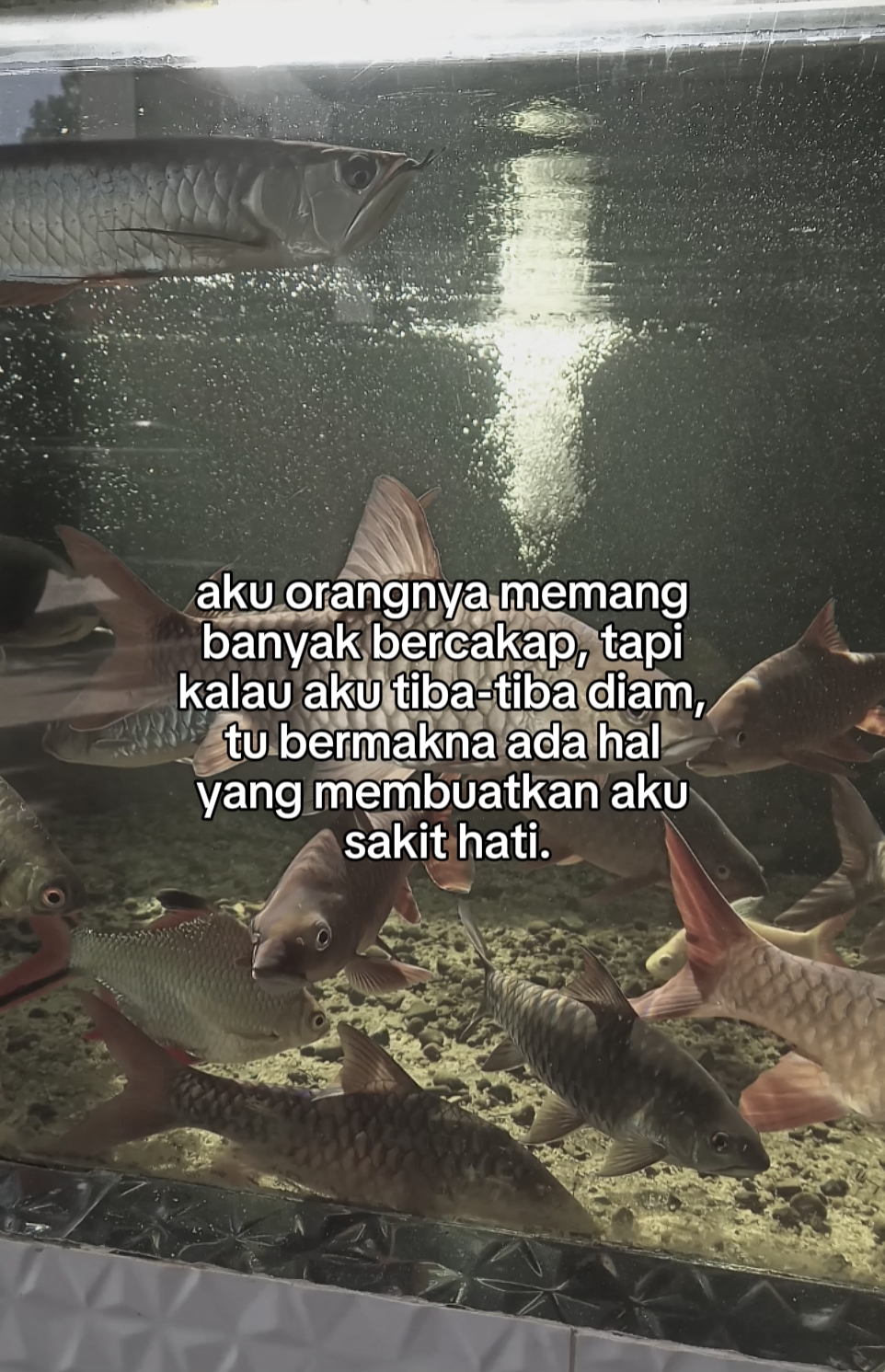 foto live + ayat