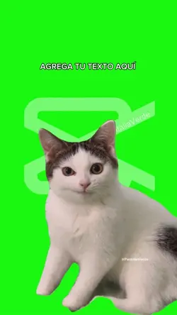 Gatito con mueca 