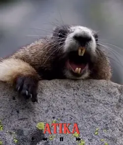 ATIKA