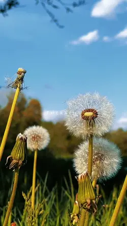 Relaxing Nature Calm