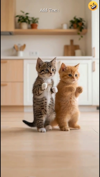 Chat mignon. 