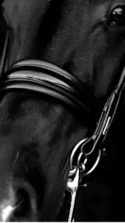 Black Horse 🐎 