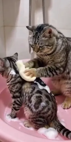 kucing lucu