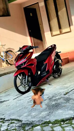 kucing kicau mania