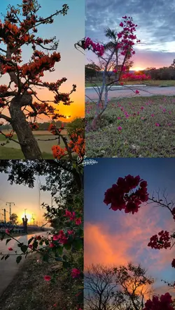 flowers collage 