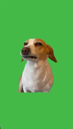 Upset Dog