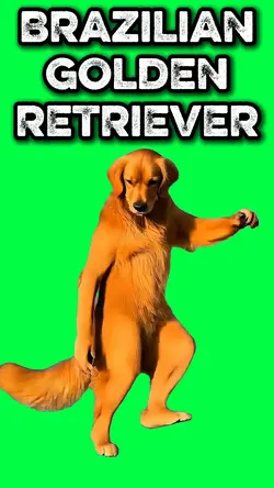 BRAZILIAN RETRIEVER