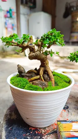 bonsai 1
