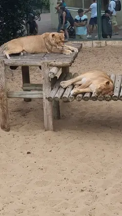 zoo animaux 