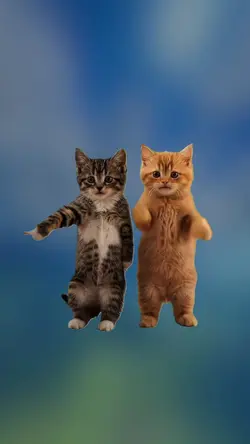 CAT FUNNY DANCE