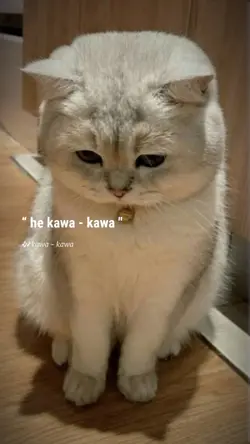 lagu nias