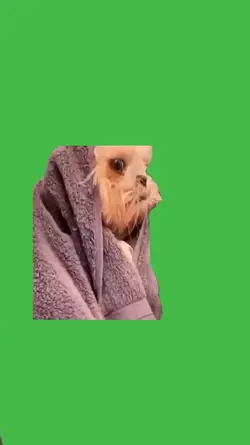 Dog In Towel
