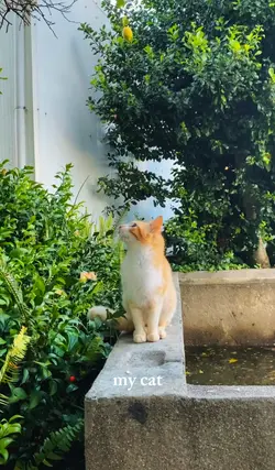 my cat