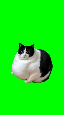 Chubby cat
